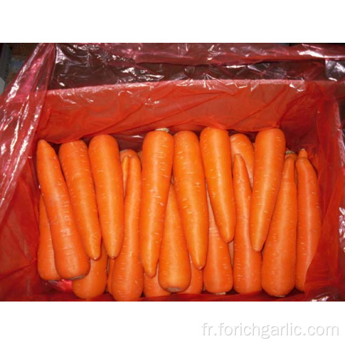 Grandes tailles 250-300g de carottes fraîches dans un carton